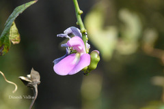Canavalia gladiata